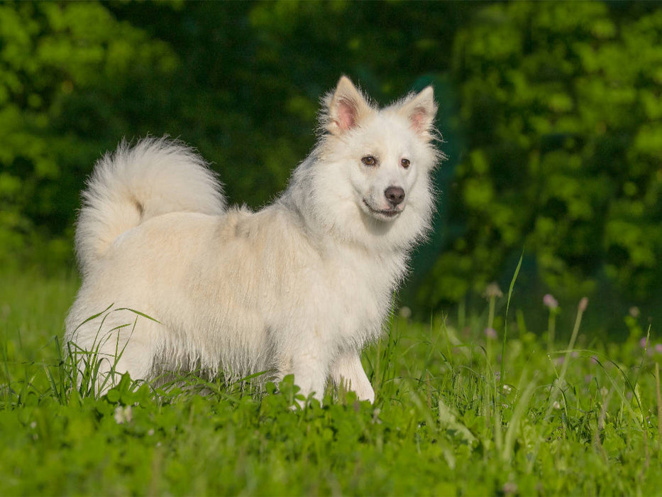 Selbsbewusster Islandhund - CALVENDO Foto-Puzzle'