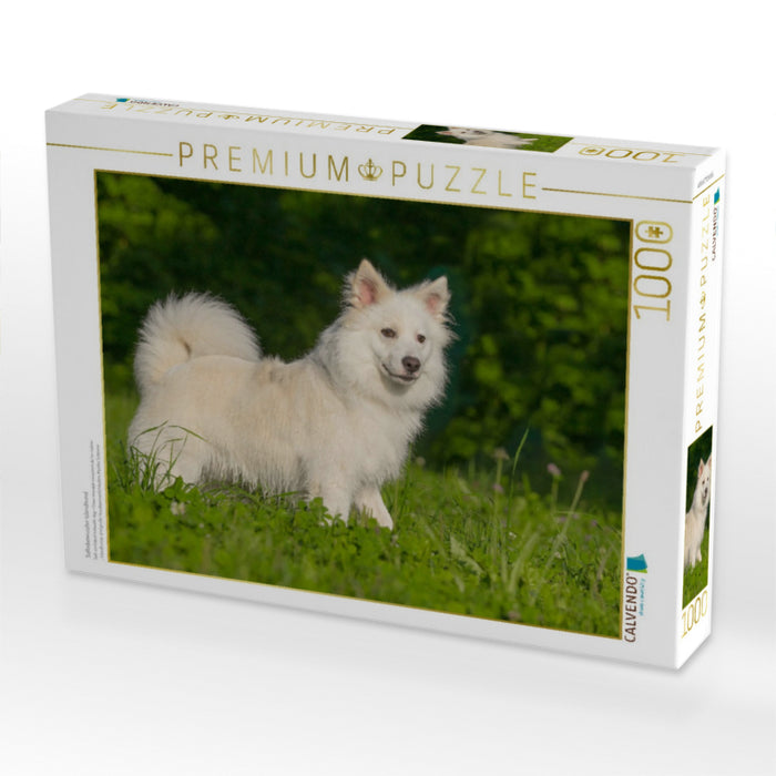Selbsbewusster Islandhund - CALVENDO Foto-Puzzle'