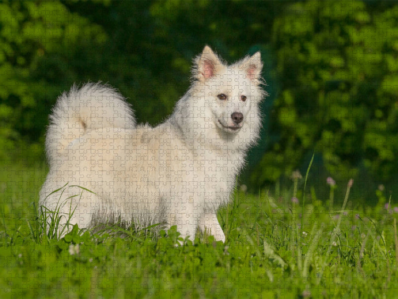 Selbsbewusster Islandhund - CALVENDO Foto-Puzzle'