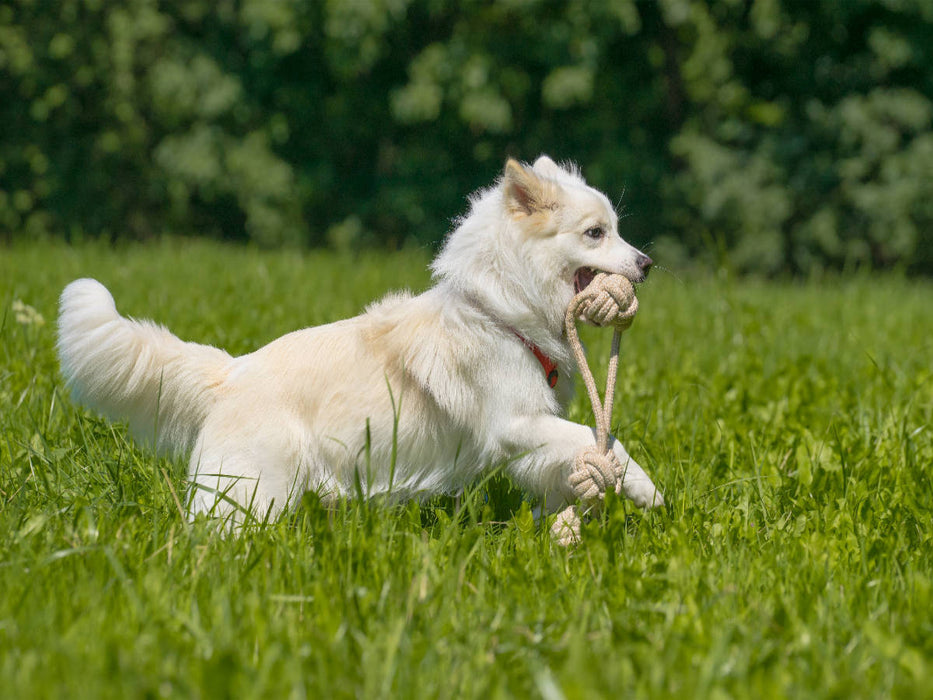 Junger Islandhund beim Apportieren - CALVENDO Foto-Puzzle'