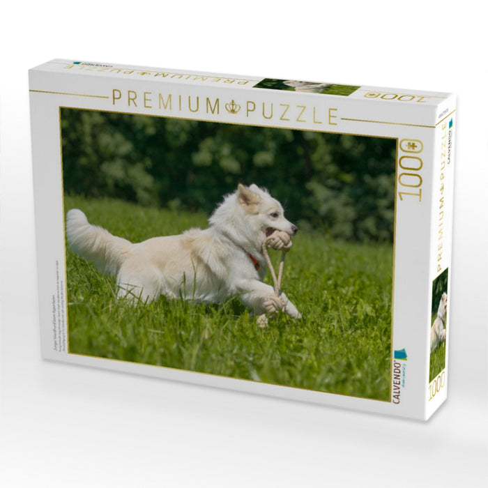 Junger Islandhund beim Apportieren - CALVENDO Foto-Puzzle'