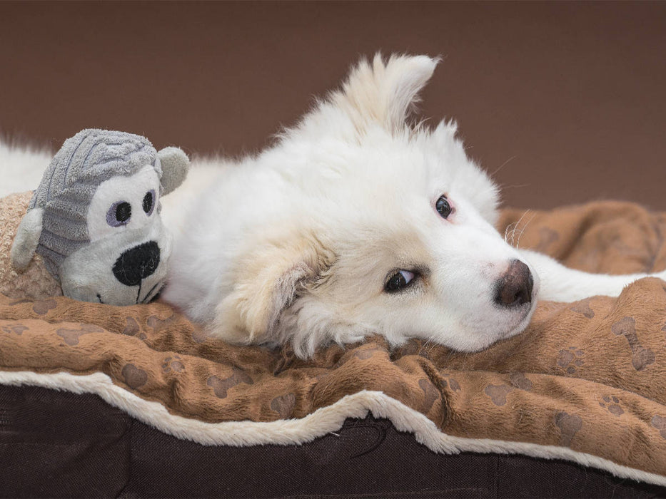 Junger Islandhund beim Chillen - CALVENDO Foto-Puzzle'