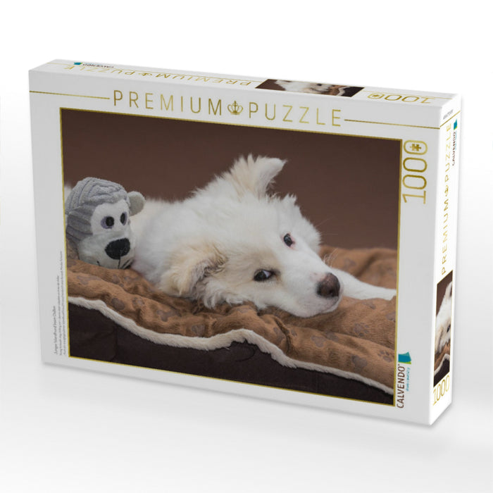 Junger Islandhund beim Chillen - CALVENDO Foto-Puzzle'