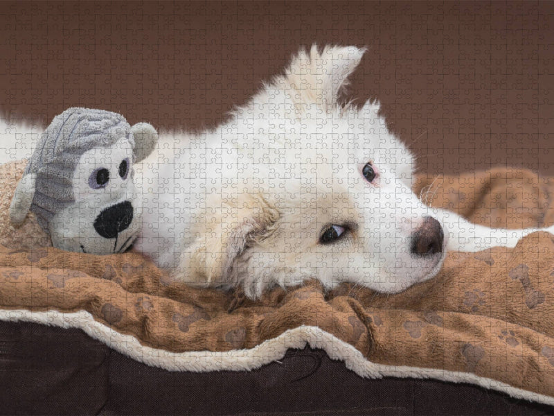 Junger Islandhund beim Chillen - CALVENDO Foto-Puzzle'