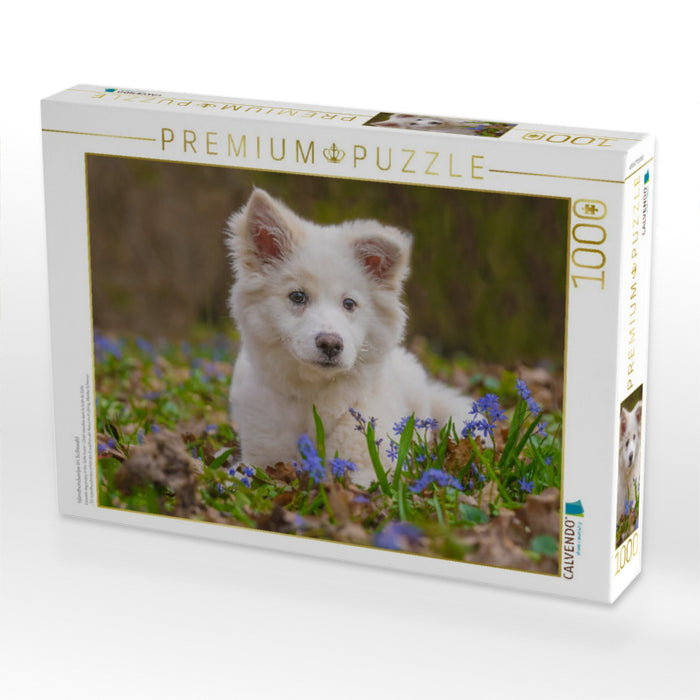 Islandhundwelpe im Scillawald - CALVENDO Foto-Puzzle'