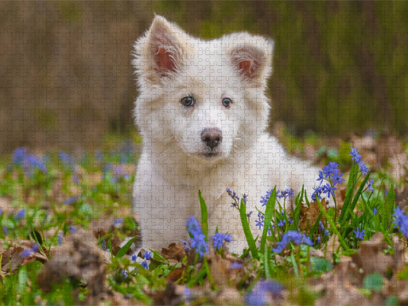 Islandhundwelpe im Scillawald - CALVENDO Foto-Puzzle'
