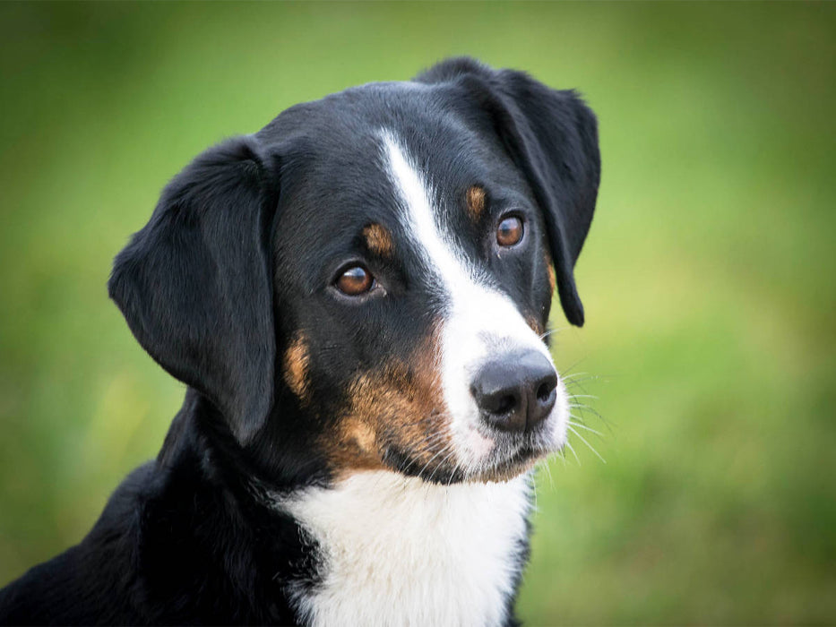 Appenzeller Sennenhund - CALVENDO Foto-Puzzle'