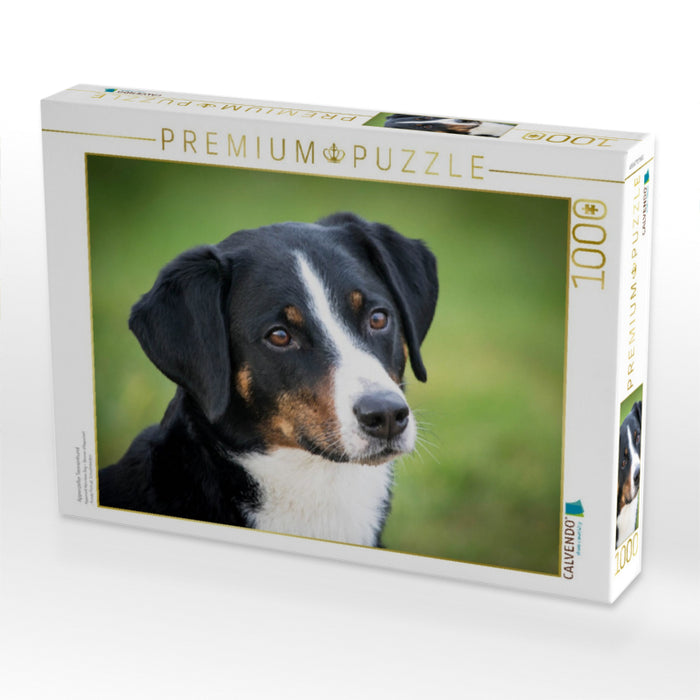Appenzeller Sennenhund - CALVENDO Foto-Puzzle'
