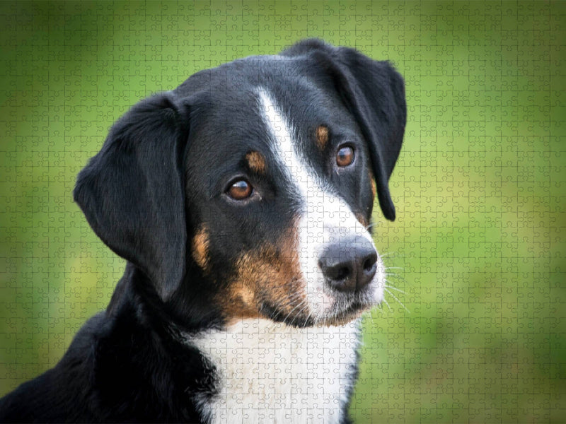 Appenzeller Sennenhund - CALVENDO Foto-Puzzle'