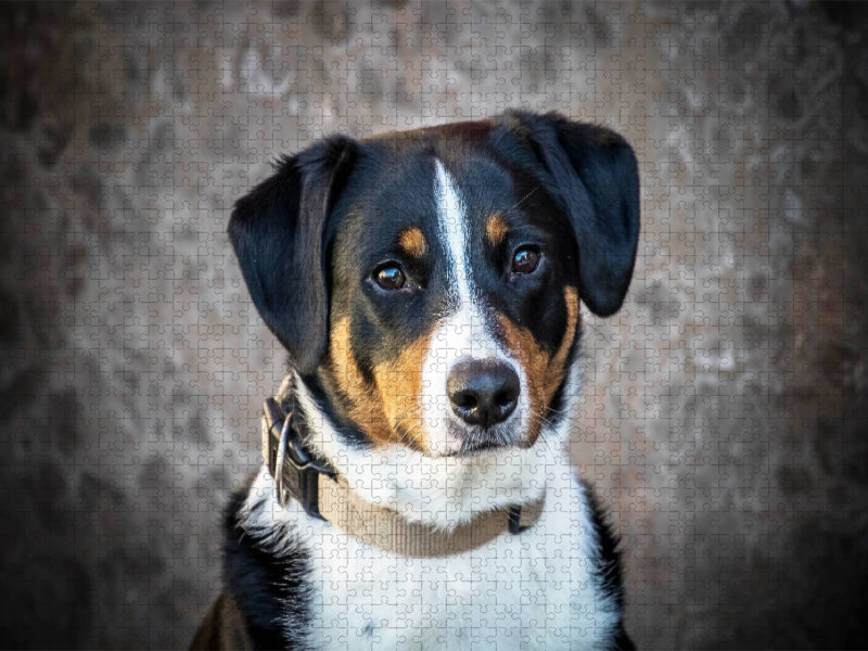 Appenzeller Sennenhündin - CALVENDO Foto-Puzzle'
