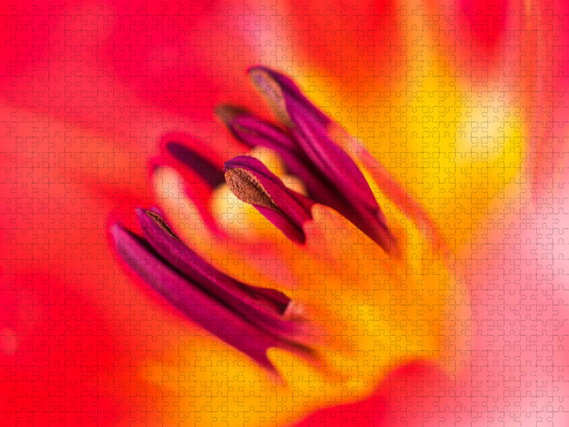 Blütendetails: Blick in eine Tulpenblüte - CALVENDO Foto-Puzzle'