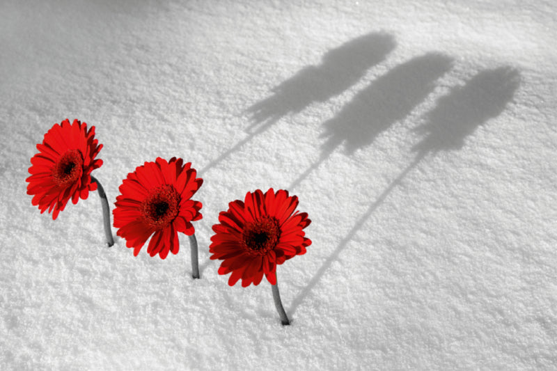 Premium Textil-Leinwand Gerbera