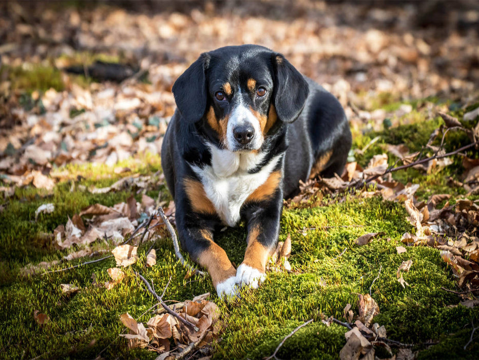 Herbstlich mit dem Entelbucher Sennenhund - CALVENDO Foto-Puzzle'