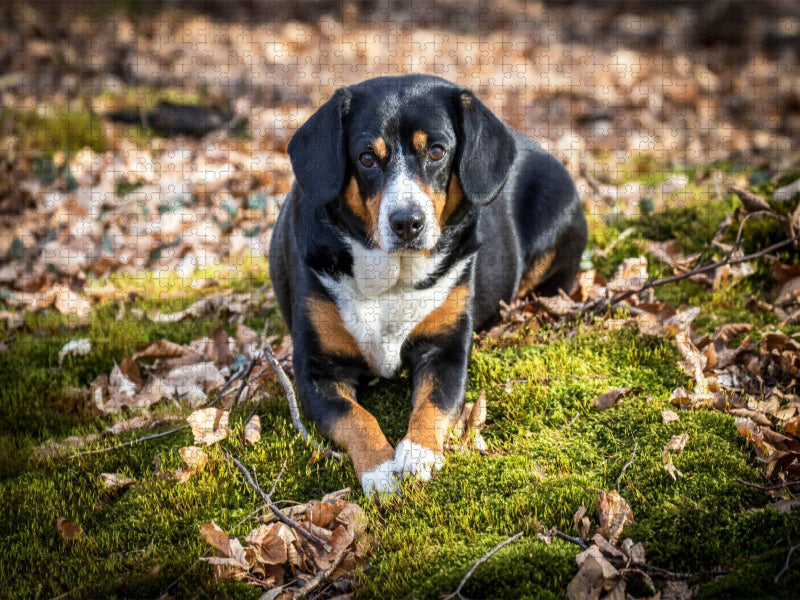 Herbstlich mit dem Entelbucher Sennenhund - CALVENDO Foto-Puzzle'