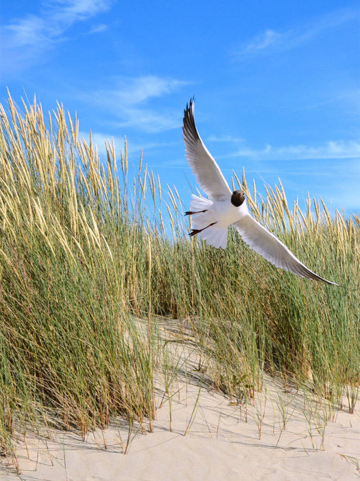 Seeschwalbe - CALVENDO Foto-Puzzle'