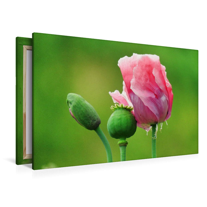 Premium Textil-Leinwand Rosa Schlafmohn
