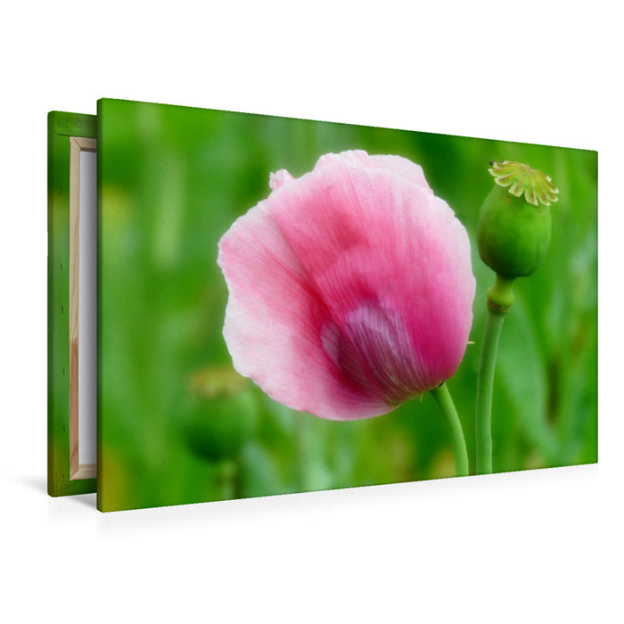 Premium Textil-Leinwand Mohnblüte
