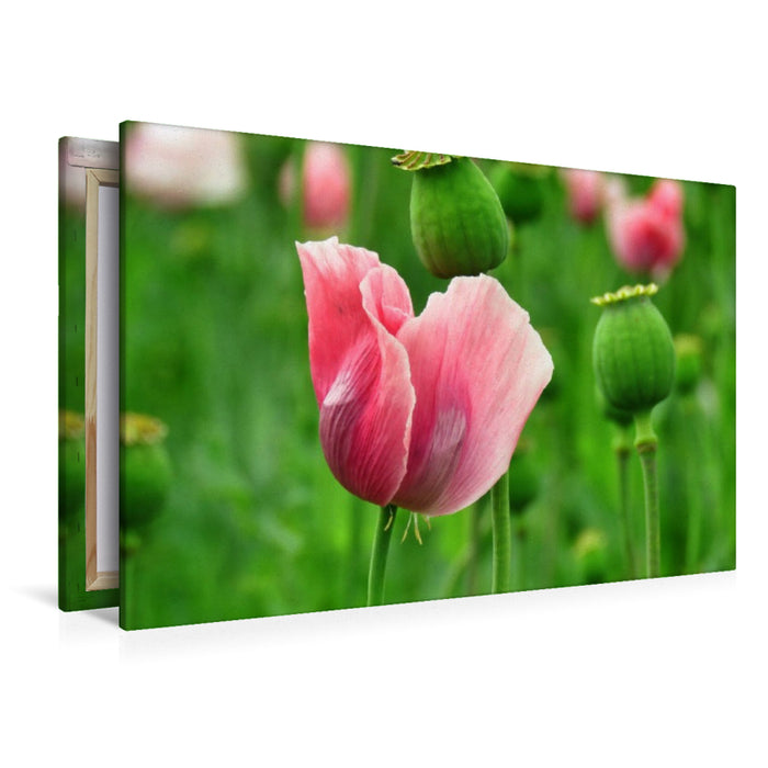 Premium Textil-Leinwand Traum in Rosa