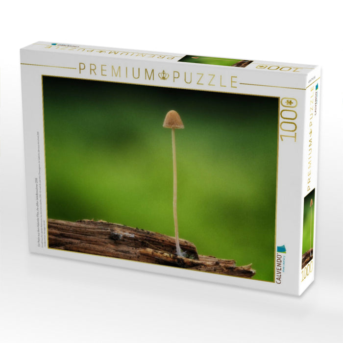 Ein Motiv aus dem Kalender Pilze, die stillen Waldbewohner 2019 - CALVENDO Foto-Puzzle'