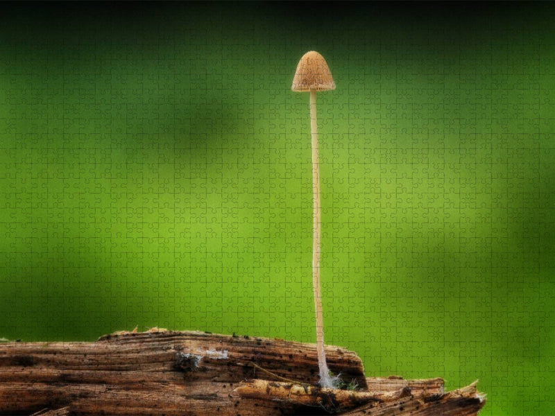 Ein Motiv aus dem Kalender Pilze, die stillen Waldbewohner 2019 - CALVENDO Foto-Puzzle'