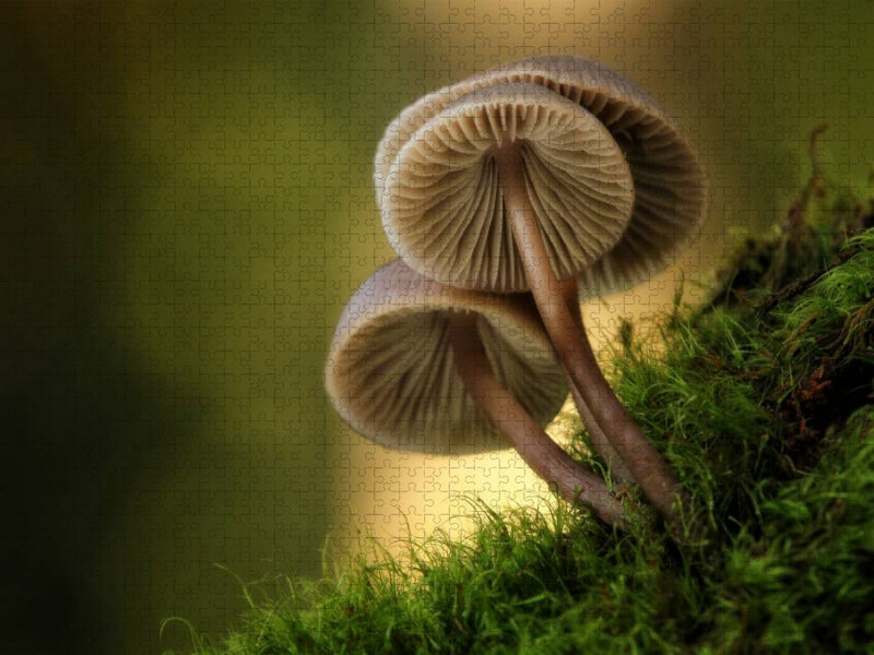Ein Motiv aus dem Kalender Pilze, die stillen Waldbewohner 2019 - CALVENDO Foto-Puzzle'