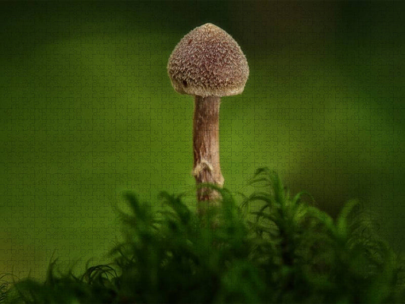 Ein Motiv aus dem Kalender Pilze, die stillen Waldbewohner 2019 - CALVENDO Foto-Puzzle'
