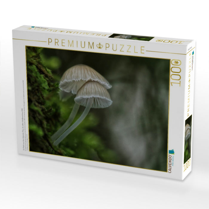 Ein Motiv aus dem Kalender Pilze, die stillen Waldbewohner 2019 - CALVENDO Foto-Puzzle'