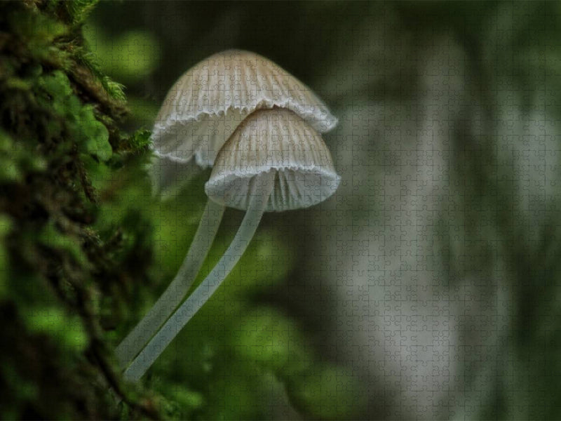 Ein Motiv aus dem Kalender Pilze, die stillen Waldbewohner 2019 - CALVENDO Foto-Puzzle'