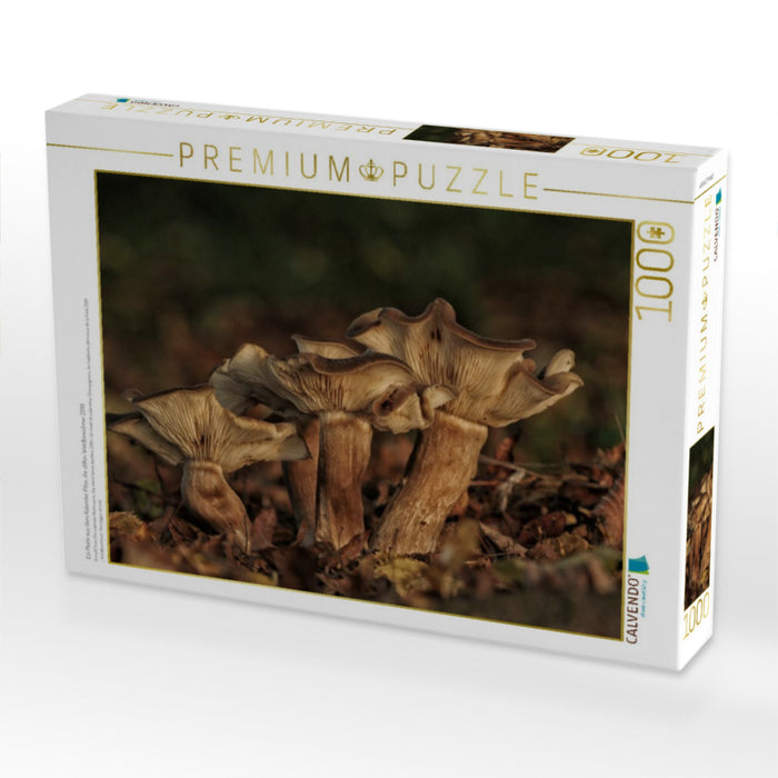 Ein Motiv aus dem Kalender Pilze, die stillen Waldbewohner 2019 - CALVENDO Foto-Puzzle'