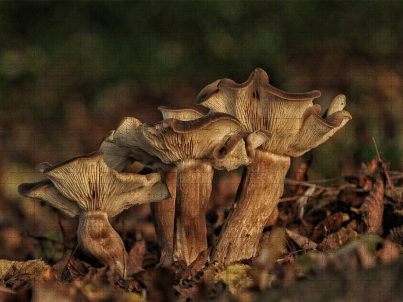 Ein Motiv aus dem Kalender Pilze, die stillen Waldbewohner 2019 - CALVENDO Foto-Puzzle'