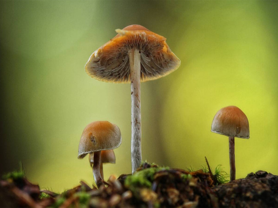 Ein Motiv aus dem Kalender Pilze, die stillen Waldbewohner 2019 - CALVENDO Foto-Puzzle'