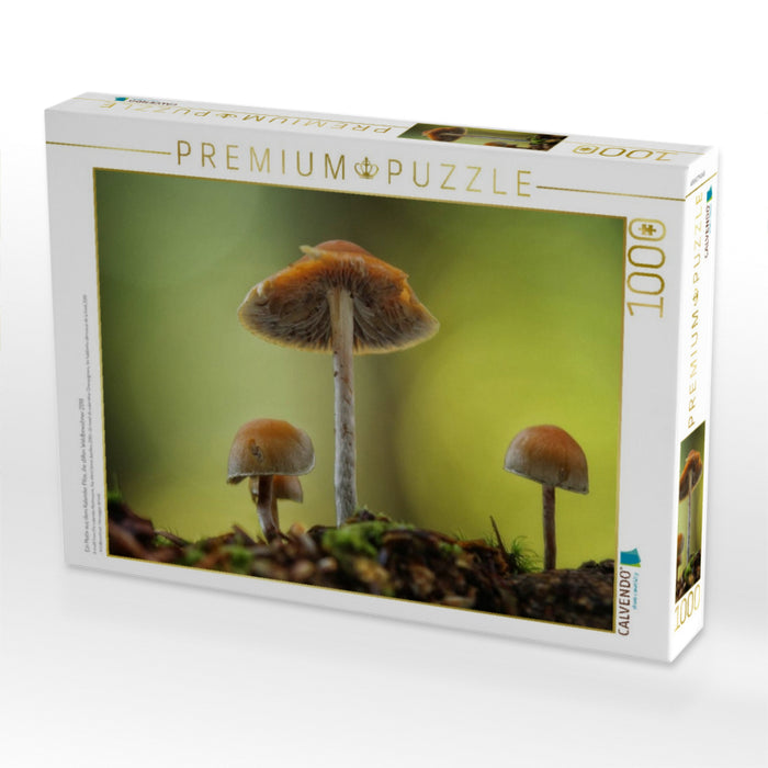 Ein Motiv aus dem Kalender Pilze, die stillen Waldbewohner 2019 - CALVENDO Foto-Puzzle'