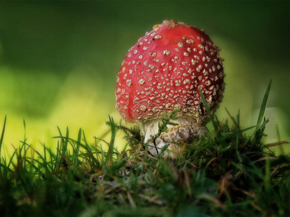Ein Motiv aus dem Kalender Pilze, die stillen Waldbewohner 2019 - CALVENDO Foto-Puzzle'
