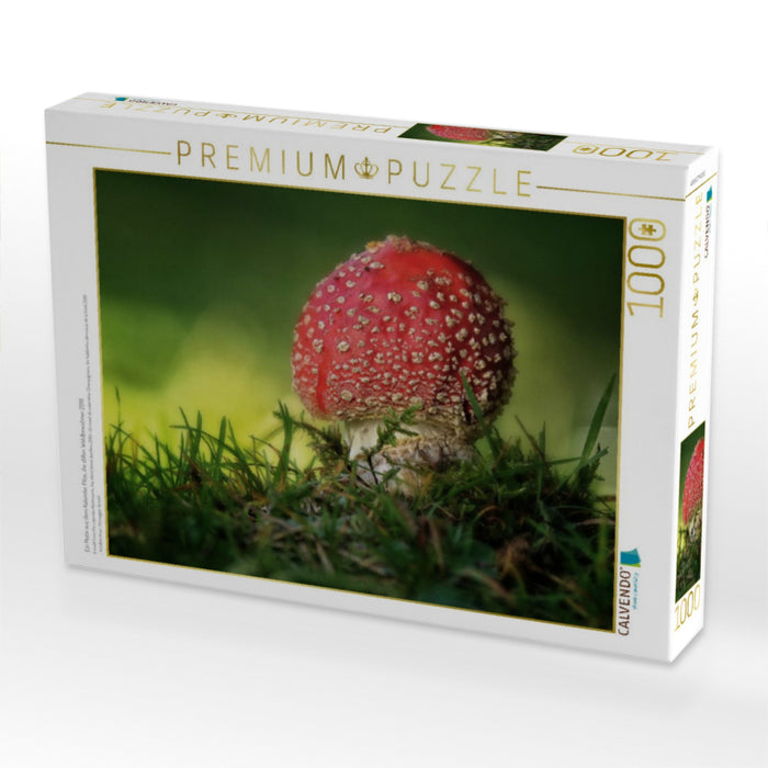 Ein Motiv aus dem Kalender Pilze, die stillen Waldbewohner 2019 - CALVENDO Foto-Puzzle'