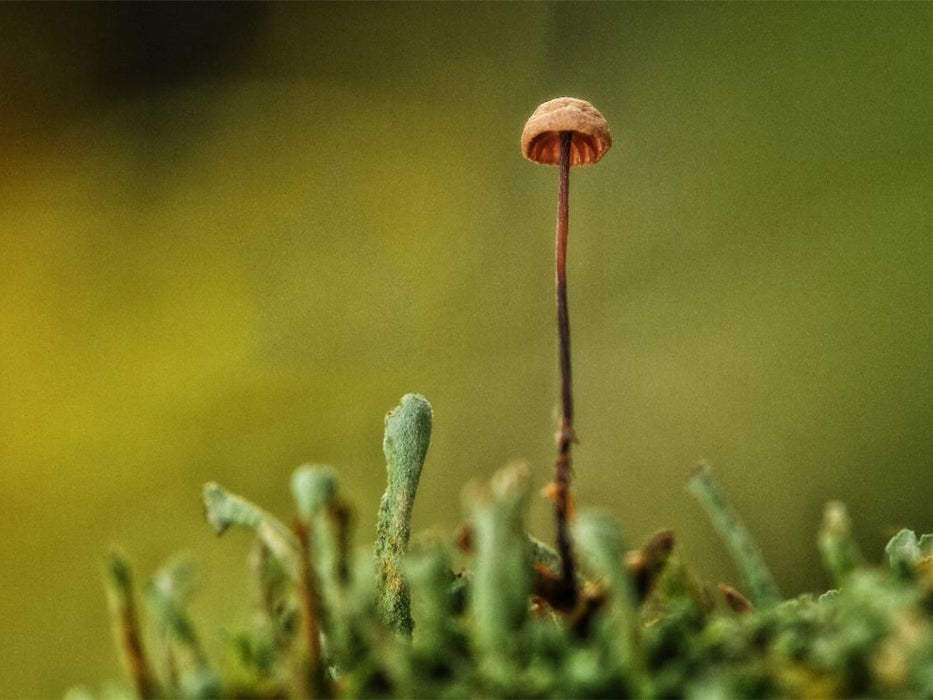 Ein Motiv aus dem Kalender Pilze, die stillen Waldbewohner 2019 - CALVENDO Foto-Puzzle'