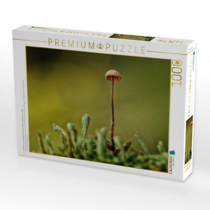 Ein Motiv aus dem Kalender Pilze, die stillen Waldbewohner 2019 - CALVENDO Foto-Puzzle'