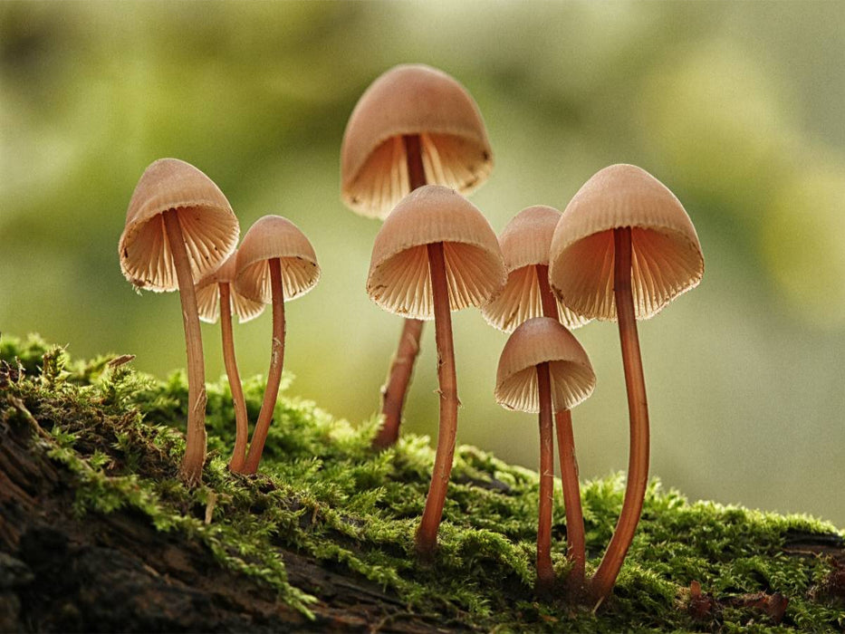 Ein Motiv aus dem Kalender Pilze, die stillen Waldbewohner 2019 - CALVENDO Foto-Puzzle'