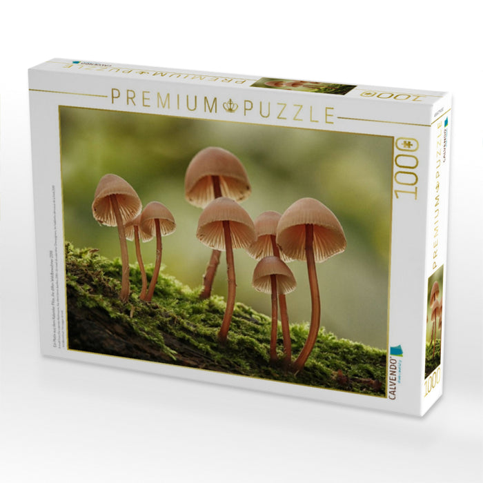Ein Motiv aus dem Kalender Pilze, die stillen Waldbewohner 2019 - CALVENDO Foto-Puzzle'