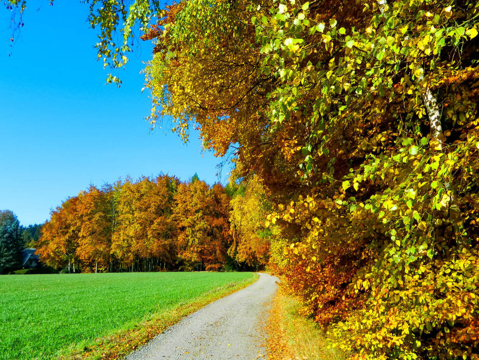 Goldener Herbst - CALVENDO Foto-Puzzle'
