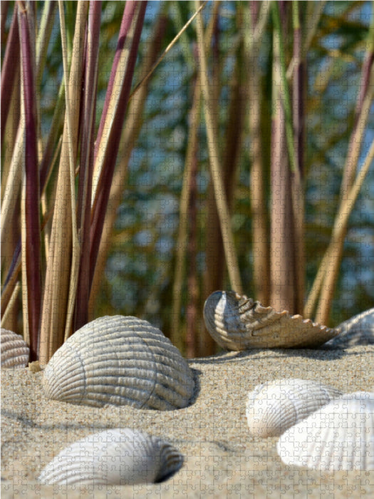 Muscheln 2000 Teile Puzzle hoch - CALVENDO Foto-Puzzle'