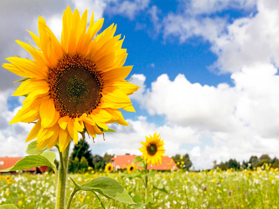 Eversmeer - Sonnenblumenfeld - CALVENDO Foto-Puzzle'