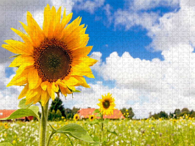 Eversmeer - Sonnenblumenfeld - CALVENDO Foto-Puzzle'