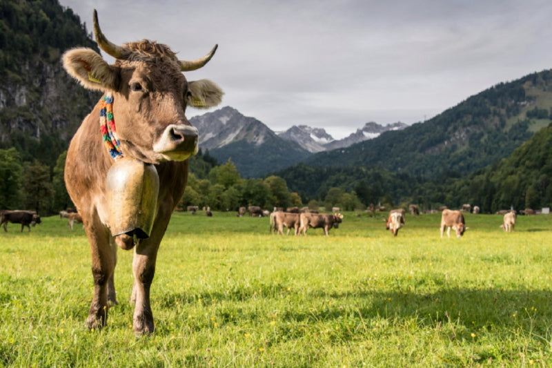 Premium Textil-Leinwand Viehscheid in Oberstdorf