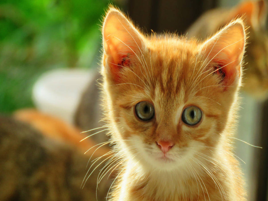 Roter Kater - CALVENDO Foto-Puzzle'