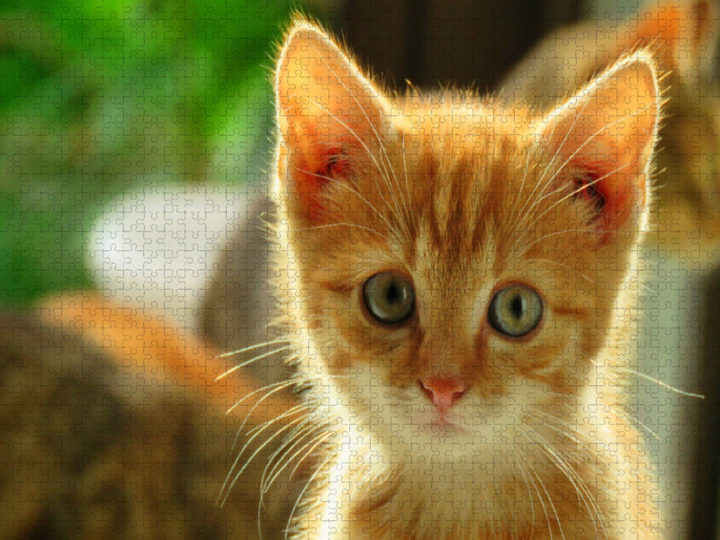 Roter Kater - CALVENDO Foto-Puzzle'