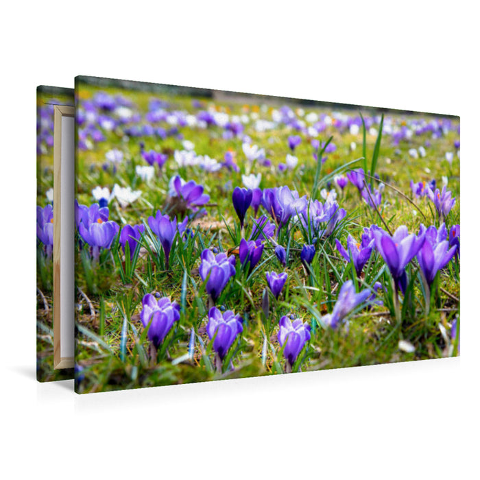 Premium Textil-Leinwand Krokusse im Park