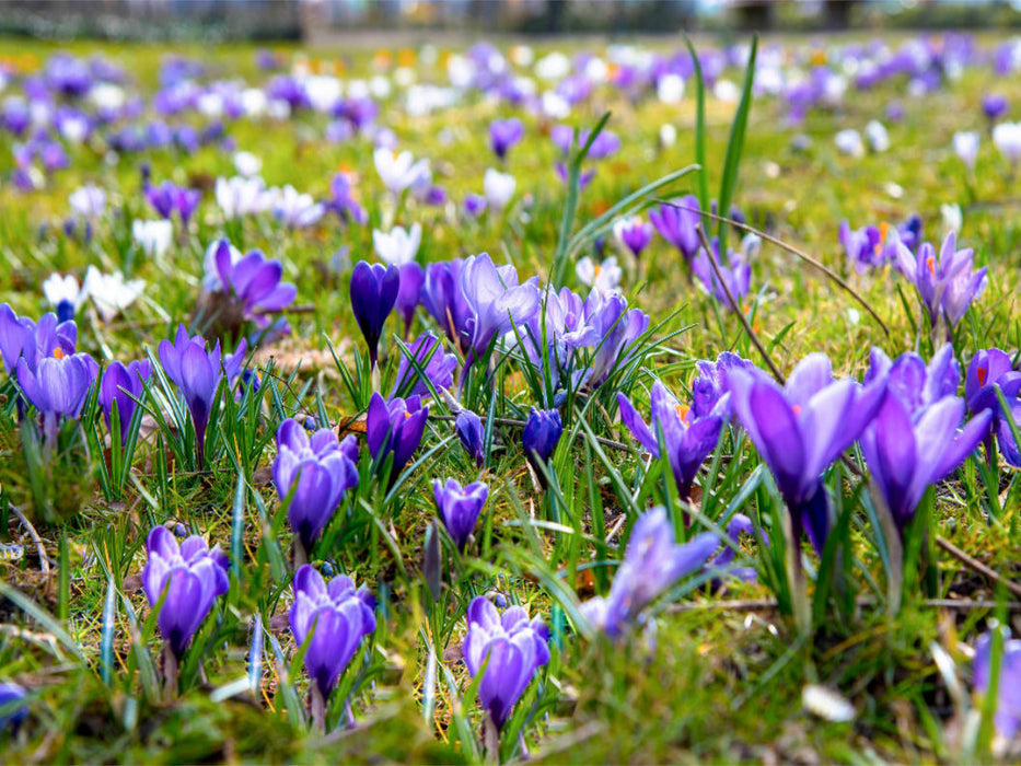 Krokusse im Park - CALVENDO Foto-Puzzle'