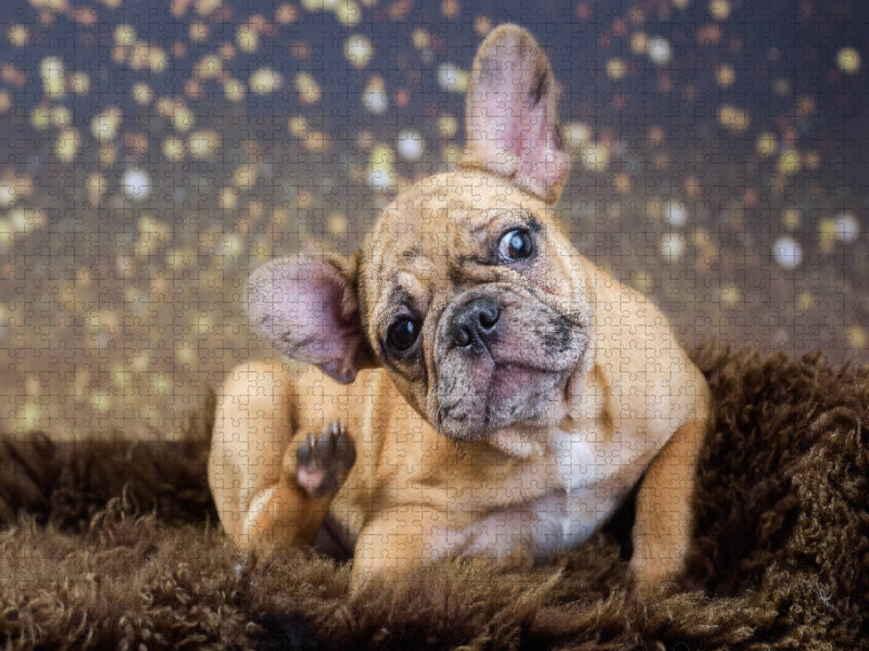 French-Bullterrier - CALVENDO Foto-Puzzle'