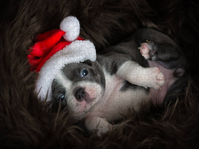 Boston-Terrier - CALVENDO Foto-Puzzle'