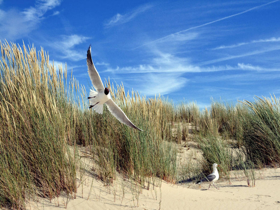 Möwen und Seeschwalbe in einer Düne - CALVENDO Foto-Puzzle'